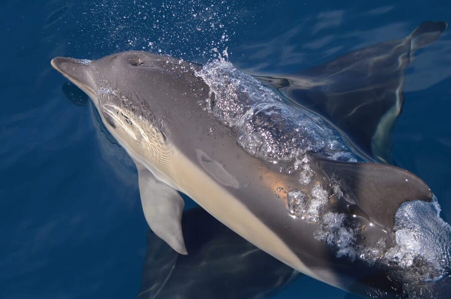 Tenerife: Whale and Dolphin Watching Boat Tour - Why the small group matters