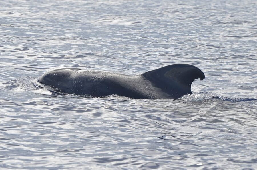 Tenerife: Whale and Dolphin Watching Boat Tour - Boat comfort and safety