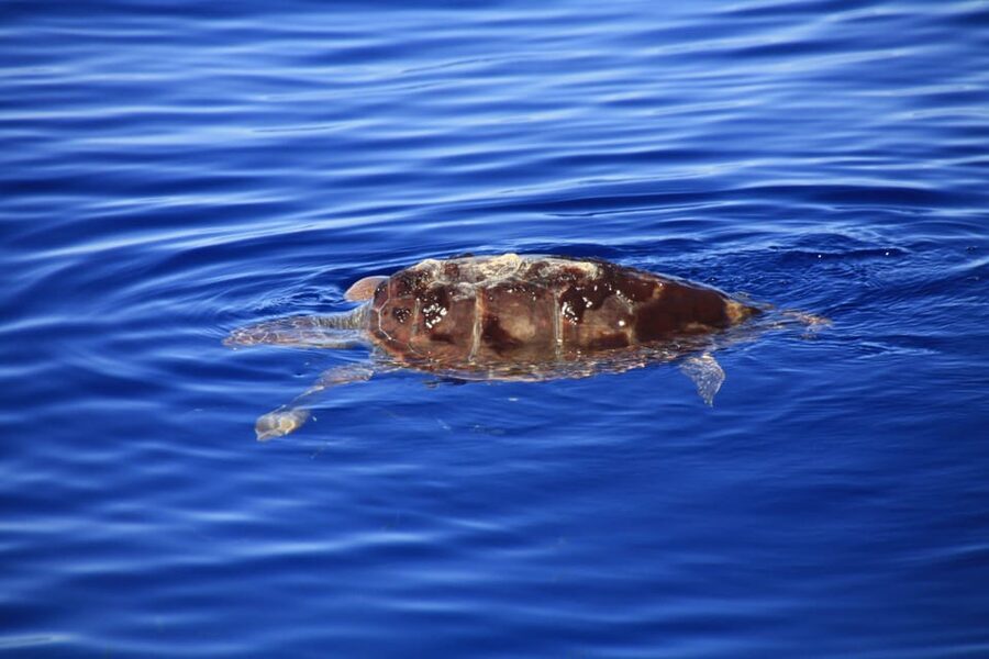 Tenerife: Whale and Dolphin Watching Boat Tour - What to pack for Puerto Colón