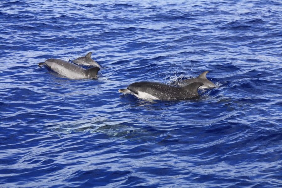 Tenerife: Whale and Dolphin Watching Boat Tour - Is $53 a fair price?