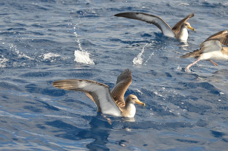 Tenerife: Whale and Dolphin Watching Boat Tour - Who will enjoy this Tenerife boat trip?