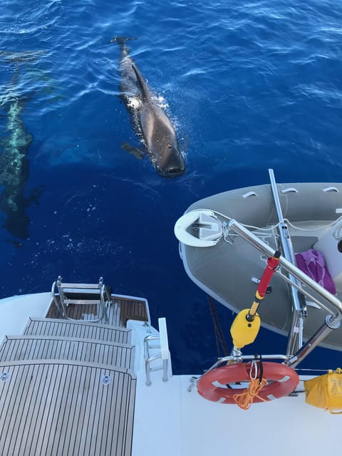 Tenerife: Whale and Dolphin Watching Boat Tour - What the two-hour outing feels like