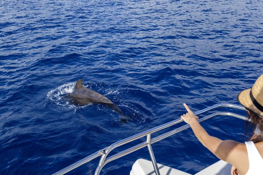 Tenerife: Whale and Dolphin Watching Tour by Sailboat - Key Points