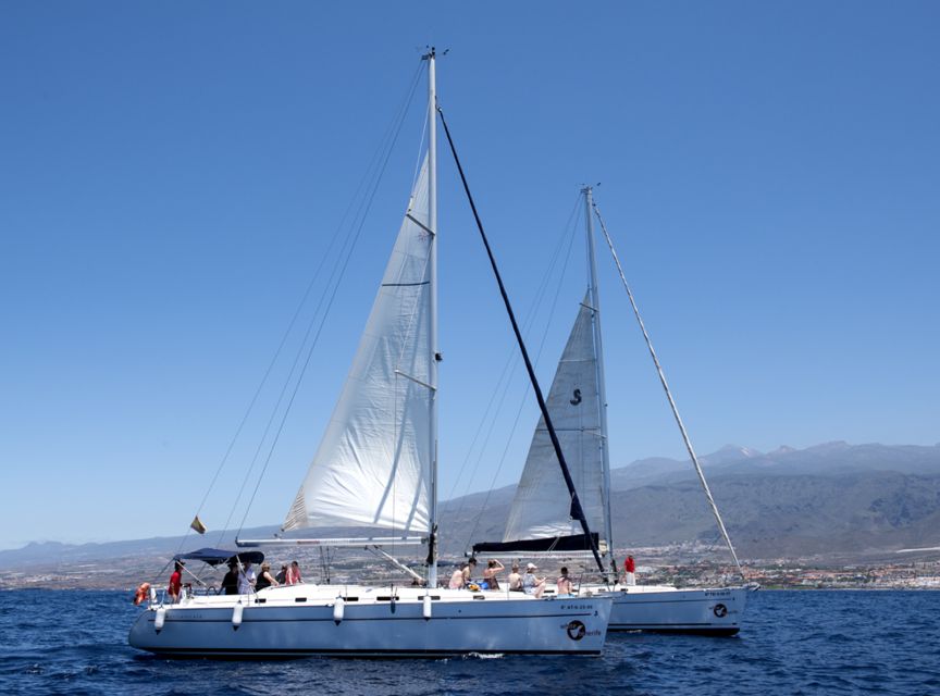 Tenerife: Whale and Dolphin Watching Tour by Sailboat - Should You Book This Tenerife Cruise?