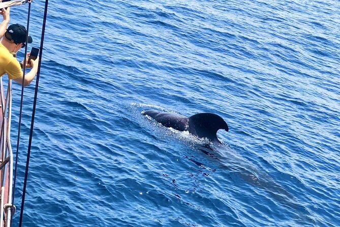 Tenerife: Whale and Dolphin Watching with a Plunge - Sailing from Los Cristianos on the Peter Pan