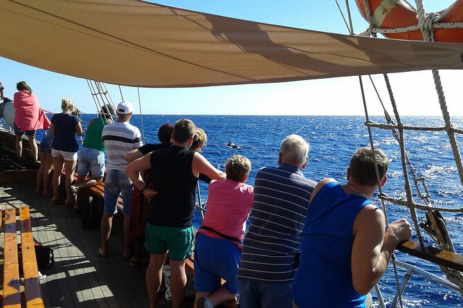 Tenerife: Whale and Dolphin Watching with a Plunge - The final 20 minutes: a swim from the boat