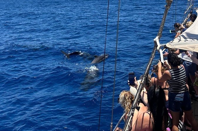 Tenerife: Whale and Dolphin Watching with a Plunge - Is $30.25 good value?