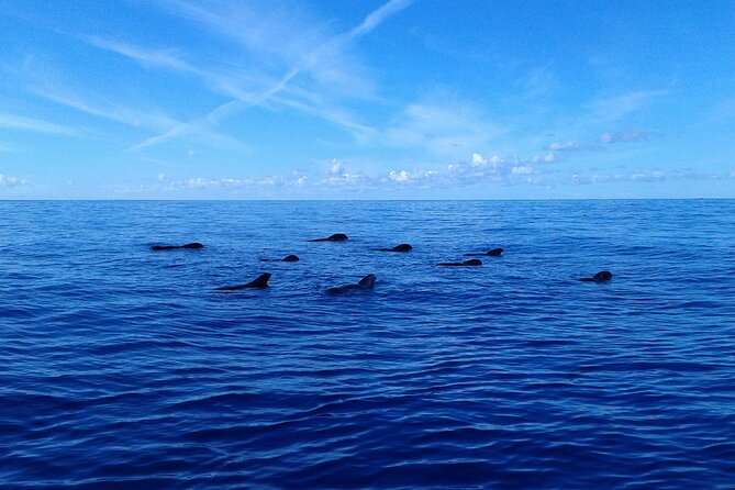Tenerife: Whale and Dolphin Watching with a Plunge - Practical details that make the day easier