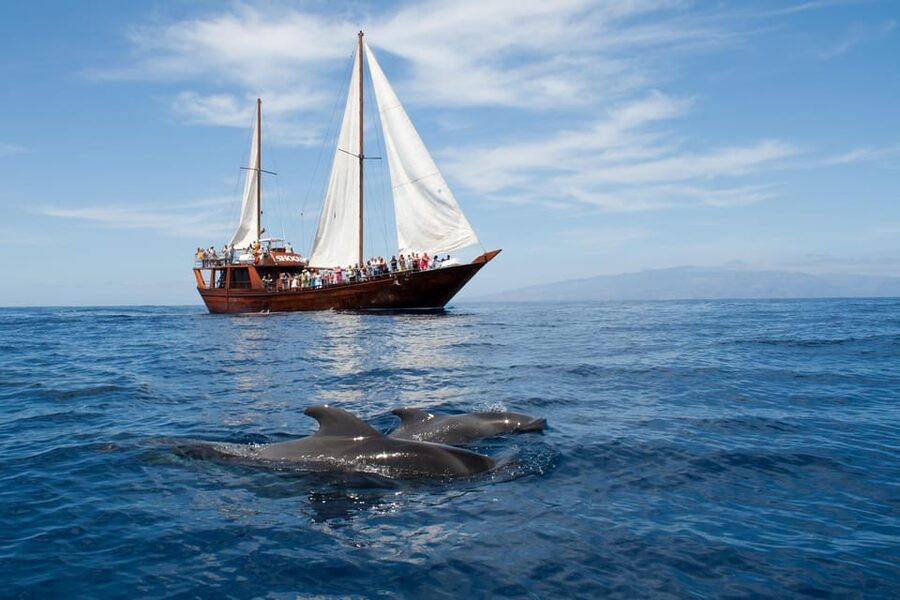 Tenerife: Whale & Dolphin Watching Cruise with Swim Stop - Key points to know before boarding