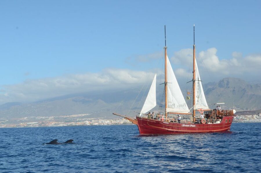 Tenerife: Whale & Dolphin Watching Cruise with Swim Stop - What makes the wildlife policy important