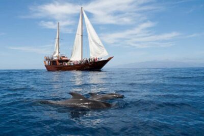 Tenerife: Whale & Dolphin Watching Cruise with Swim Stop