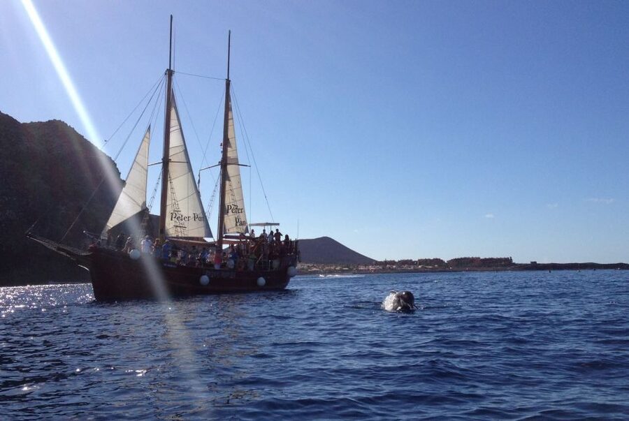 Tenerife: Whale & Dolphin Watching Cruise with Swim Stop - Coast views, sea conditions, and comfort