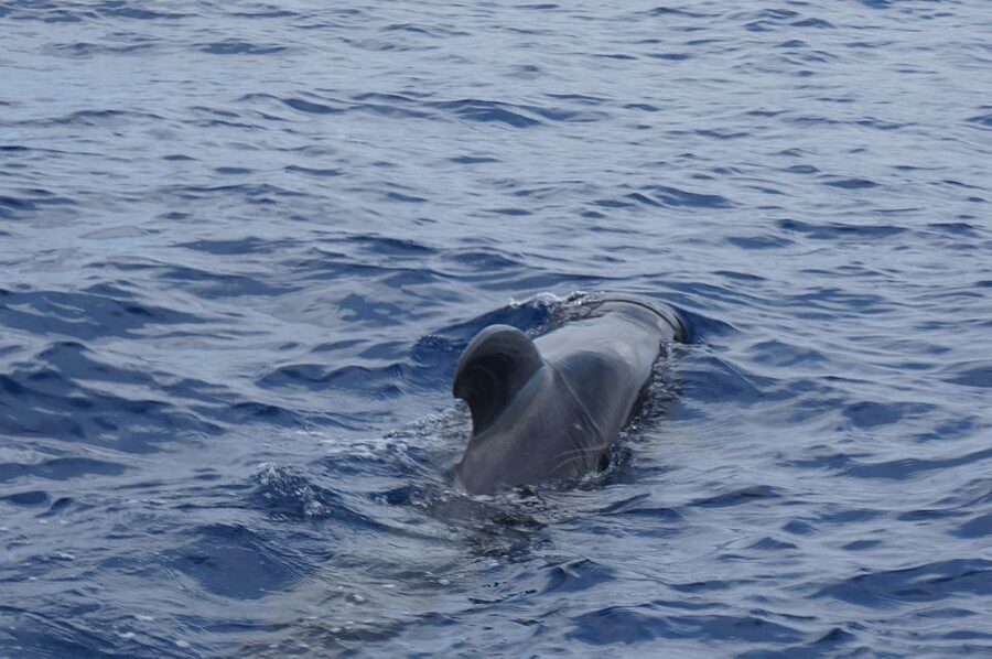 Tenerife: Whale & Dolphin Watching Cruise with Swim Stop - Is $29 a fair price?
