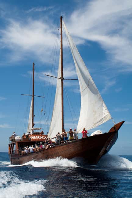 Tenerife: Whale & Dolphin Watching Cruise with Swim Stop - How the hotel pickup works