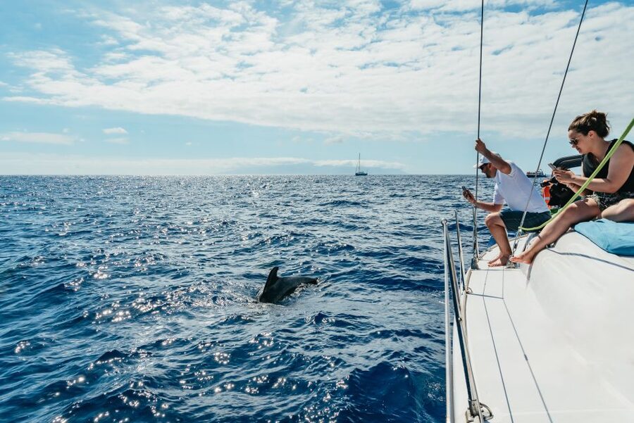 Tenerife: Whale & Dolphin Watching with Drinks and Snacks - Why this Southern Tenerife cruise feels different