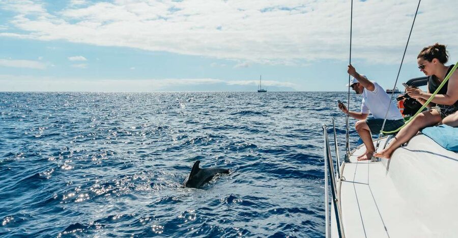 Tenerife: Whale & Dolphin Watching with Drinks and Snacks - Meeting pilot whales and dolphins
