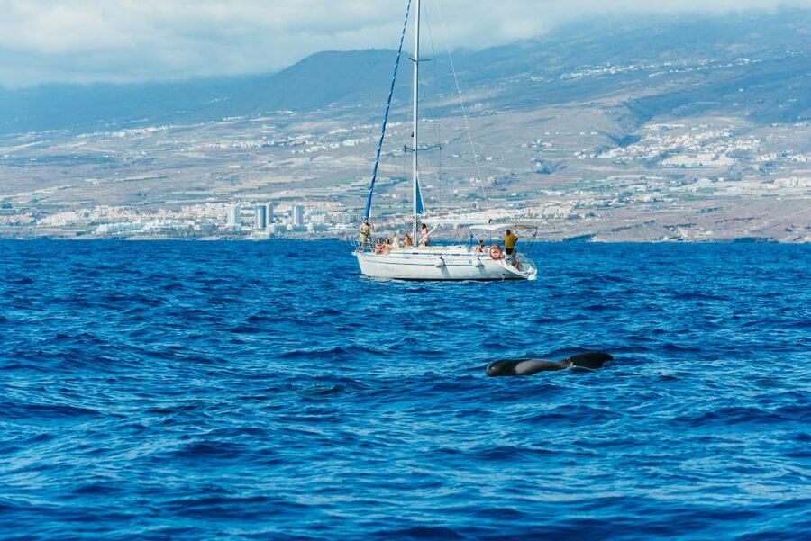 Tenerife: Whale & Dolphin Watching with Drinks and Snacks - The secluded bay and turtle stop