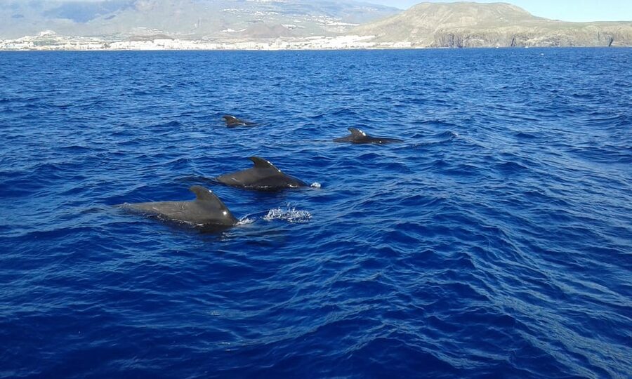 Tenerife: Whale tour and sea swim on a yacht for 22 people - Who will enjoy this Tenerife boat trip?