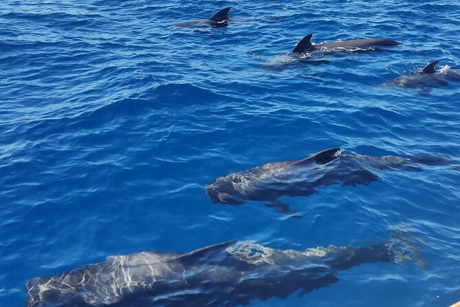 Tenerife Whale Watching and Snorkeling Yacht Trip - Is $62.68 a fair price?