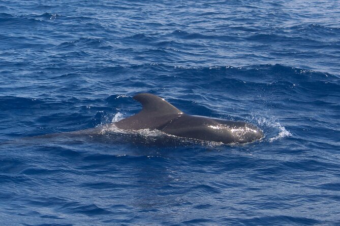 Tenerife Whale Watching and Snorkeling Yacht Trip - Practical booking advice for Costa Adeje