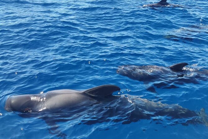 Tenerife Whale Watching and Snorkeling Yacht Trip - Watching whales and dolphins in open water