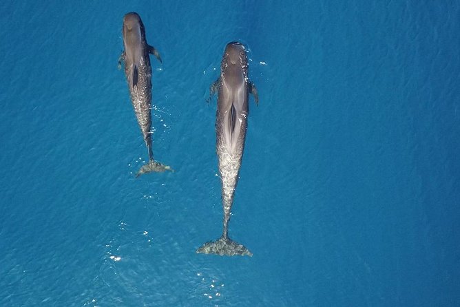 Tenerife Whale watching on private charter - Is $1,055.39 a fair price?