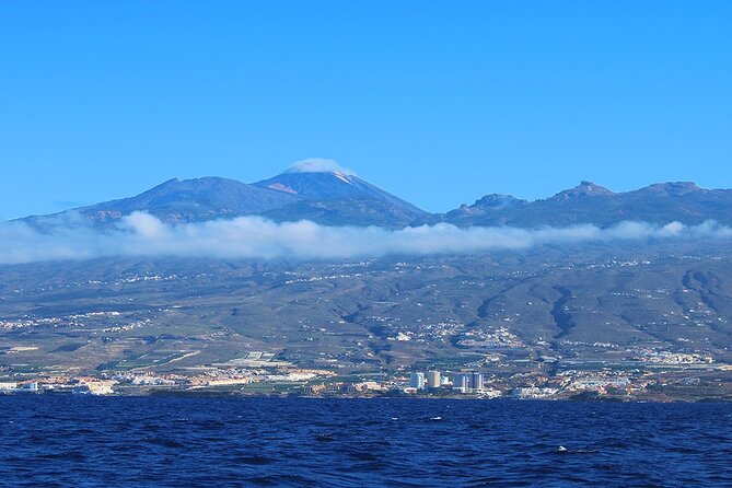 Tenerife Whales and Dolphins Watching Experience in Catamaran - Meeting the boat at Puerto Colón