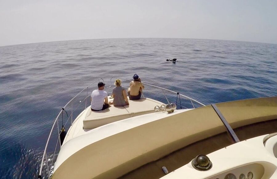 Tenerife: Whales and Snorkeling Tour on a Luxury Yacht - Seasickness, weather, and other practical cautions