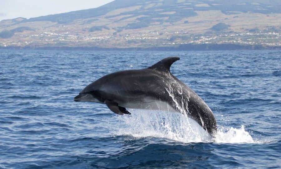 Terceira: Half-Day Dolphin and Whale Watching Tour - Meeting the Picos de Aventura team in Angra