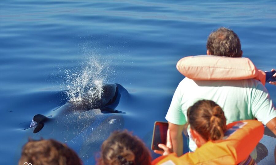 Terceira: Half-Day Dolphin and Whale Watching Tour - Booking details and final value