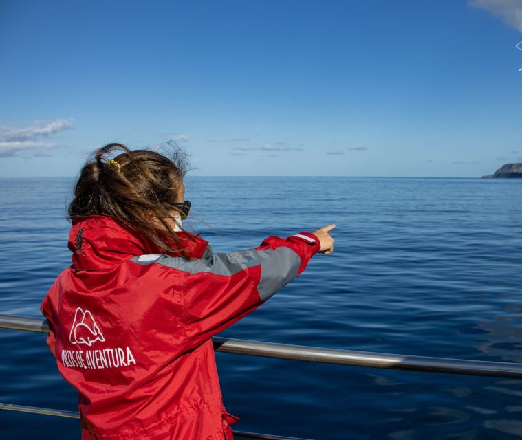 Terceira: Half-Day Dolphin and Whale Watching Tour - The briefing before you leave shore