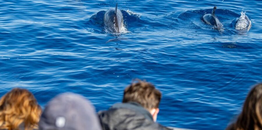 Terceira: Half-Day Dolphin and Whale Watching Tour - What you might see on a successful outing