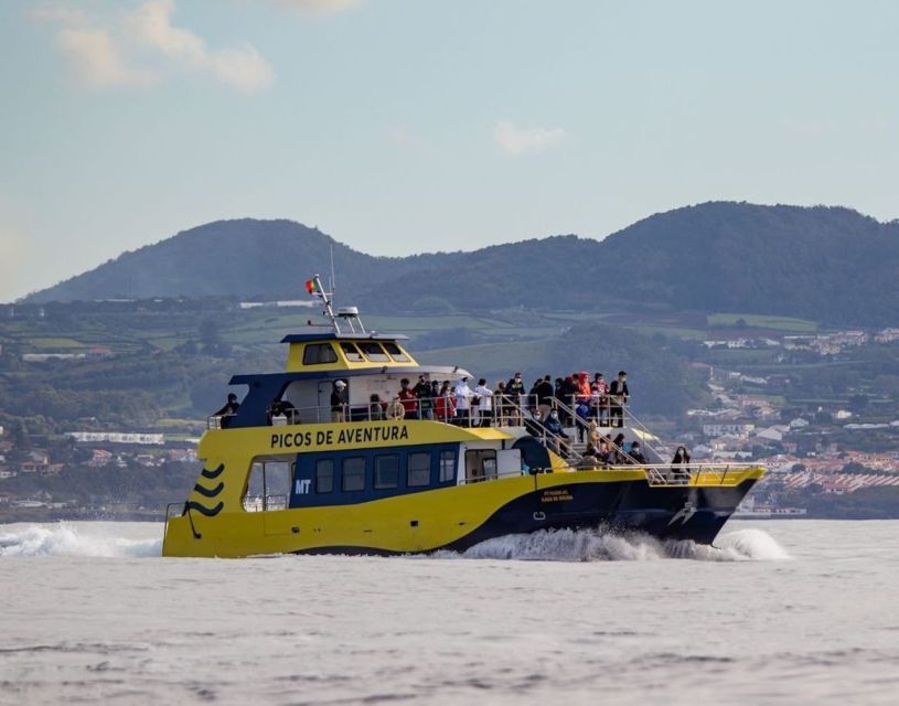 Terceira: Half-Day Dolphin and Whale Watching Tour - Guides who add more than basic narration