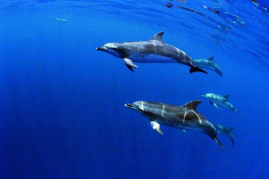 Terceira: Half-Day Dolphin and Whale Watching Tour - Ilhéu das Cabras and the volcanic coast