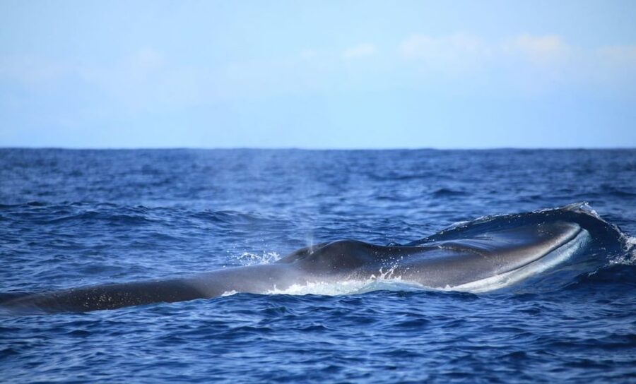 Terceira: Half-Day Dolphin and Whale Watching Tour - The boat ride, comfort, and motion