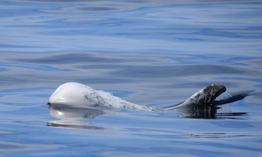Terceira: Half-Day Dolphin and Whale Watching Tour - What responsible whale watching means here