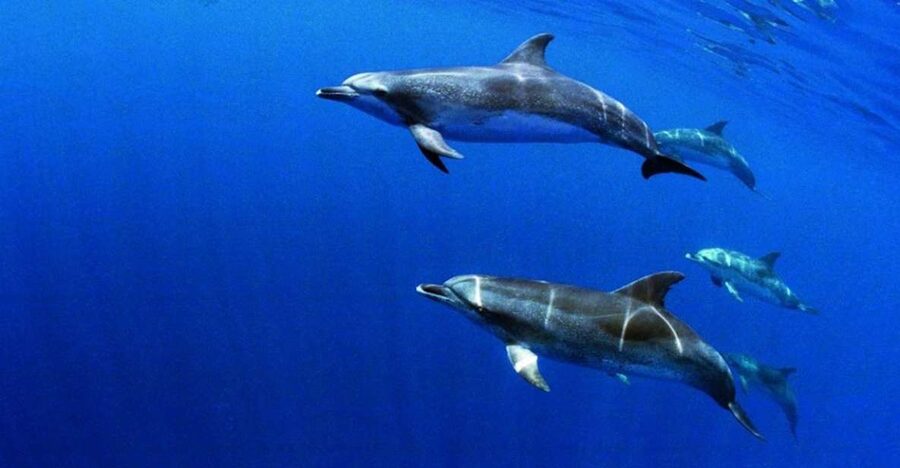 Terceira: Half-Day Dolphin and Whale Watching Tour - Who should book this Terceira tour