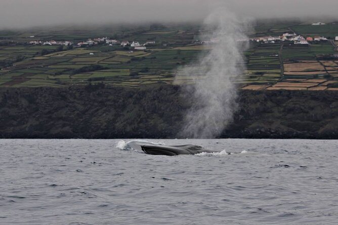 Terceira Island: Whale & Dolphin Watching | Best Wildlife Tour - Why Terceira is a serious whale watching destination