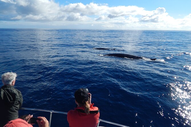 Terceira Island: Whale & Dolphin Watching | Best Wildlife Tour - Watching for whales and dolphins in the Azores