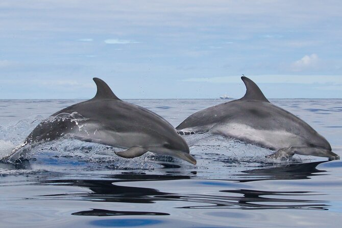 Terceira Island: Whale & Dolphin Watching | Best Wildlife Tour - The guide can shape the whole outing