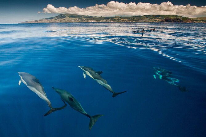 Terceira Island: Whale & Dolphin Watching | Best Wildlife Tour - What the full two-and-a-half hours feel like
