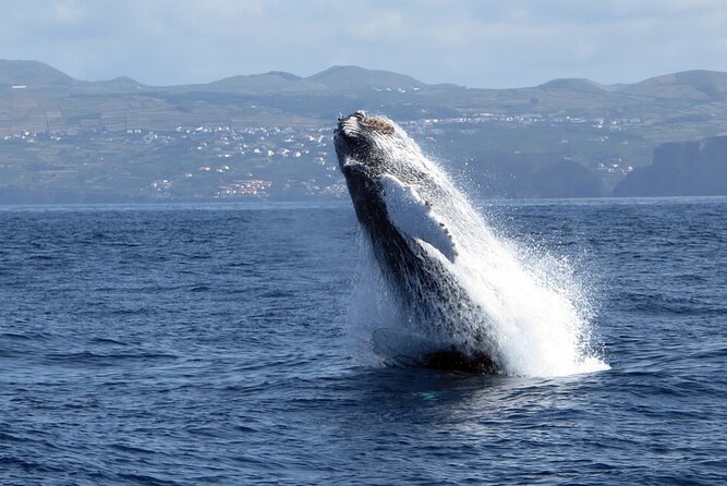 Terceira Island: Whale & Dolphin Watching | Best Wildlife Tour - Is $84.11 a fair price?