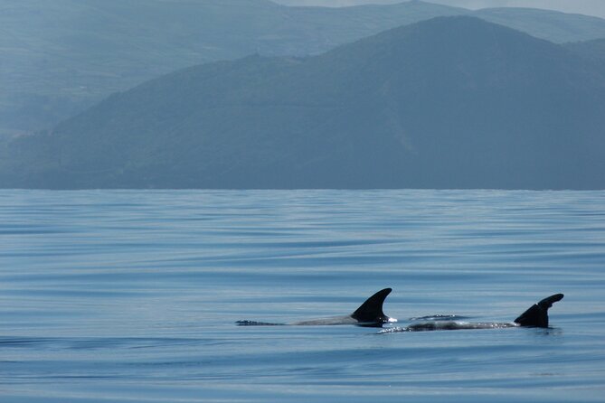 Terceira Island: Whale & Dolphin Watching | Best Wildlife Tour - Weather, comfort, and who should skip it