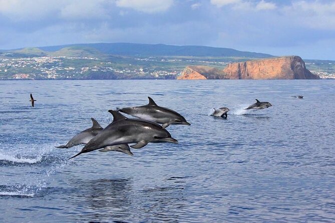 Terceira Island: Whale & Dolphin Watching | Best Wildlife Tour - Starting at Marina de Angra do Heroísmo