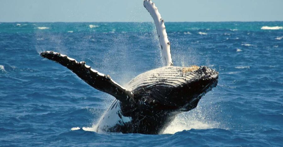 Terceira Island Whale Watching and Jeep Tour - From the harbor to Terceira’s back roads