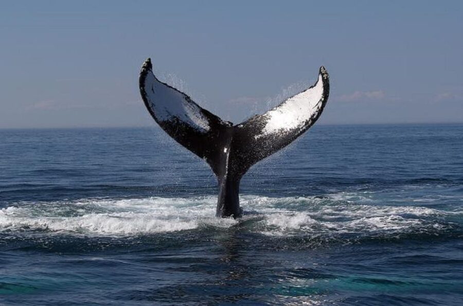 Terceira Island Whale Watching and Jeep Tour - Is $265 a fair price?
