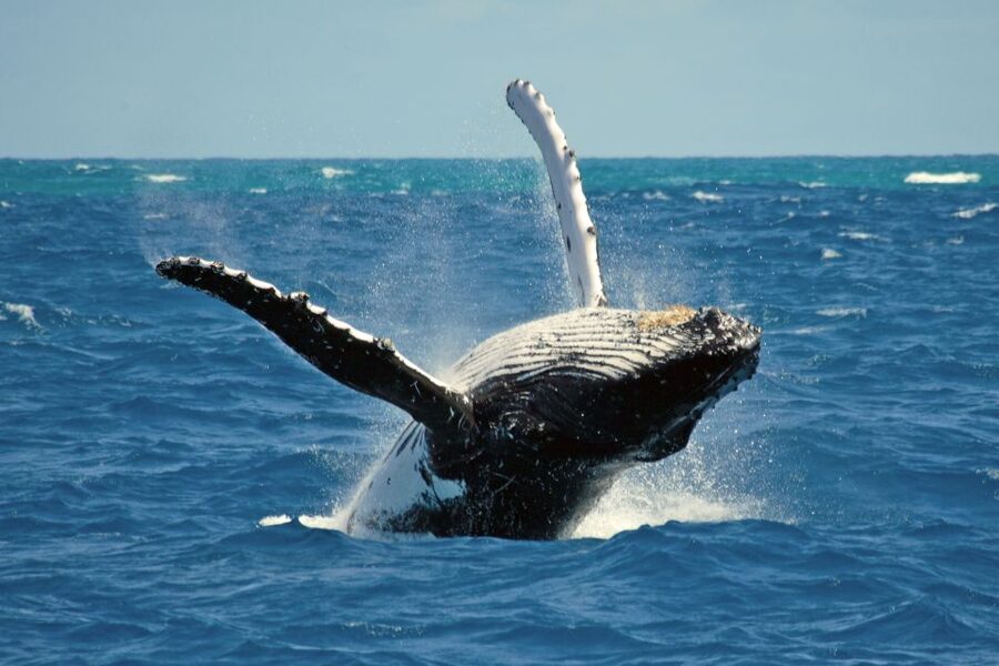 Terceira Island Whale Watching and Jeep Tour - Who should book this experience?