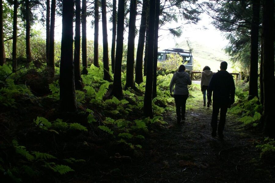Terceira Island Whale Watching and Jeep Tour - Booking details and practical tips