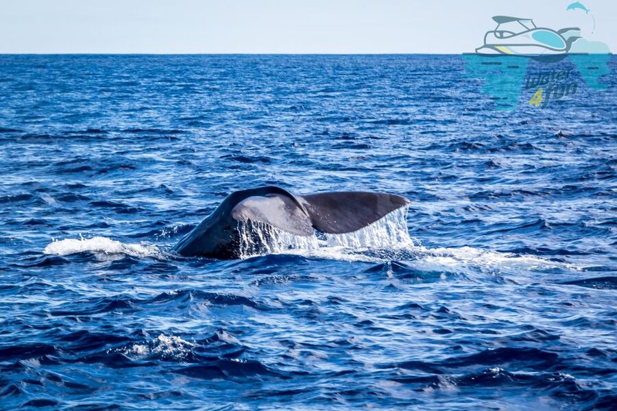 Terceira: Whale and Dolphin Watching in a Zodiac Boat - Key points to know before you go