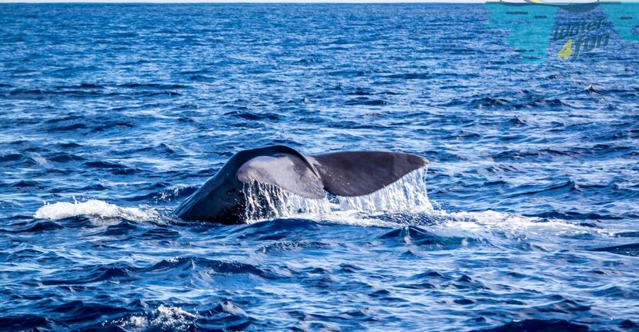 Terceira: Whale and Dolphin Watching in a Zodiac Boat - Setting out from Angra’s Marina